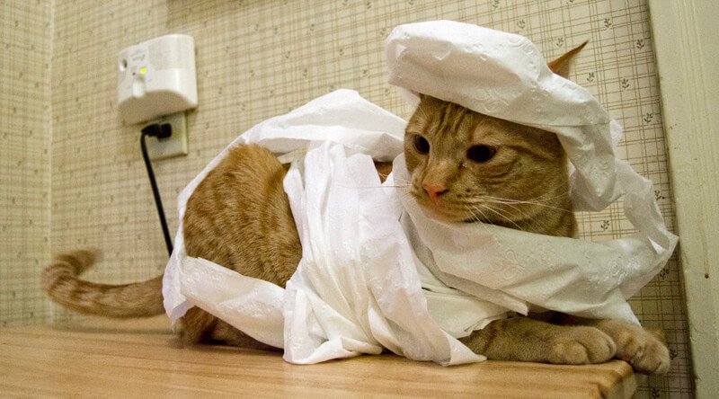 mummy-cat.jpg